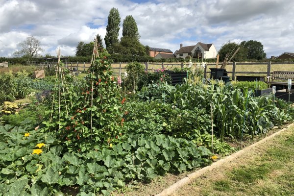 Busy Allotment