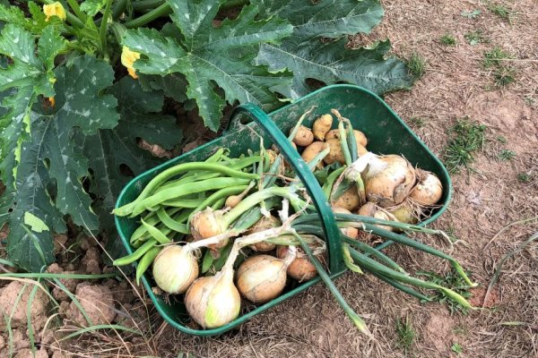 Some Allotment Produce